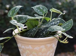 Philodendron Silvia